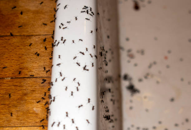 Best Best Pest Control Companies  in Trexlertown, PA